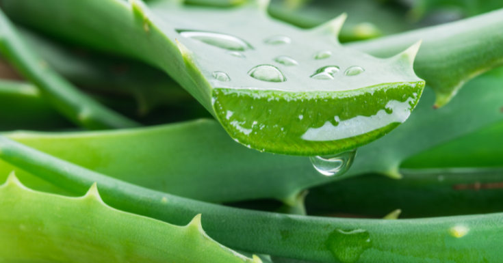 Aloe vera naturlige ingredienser allergi